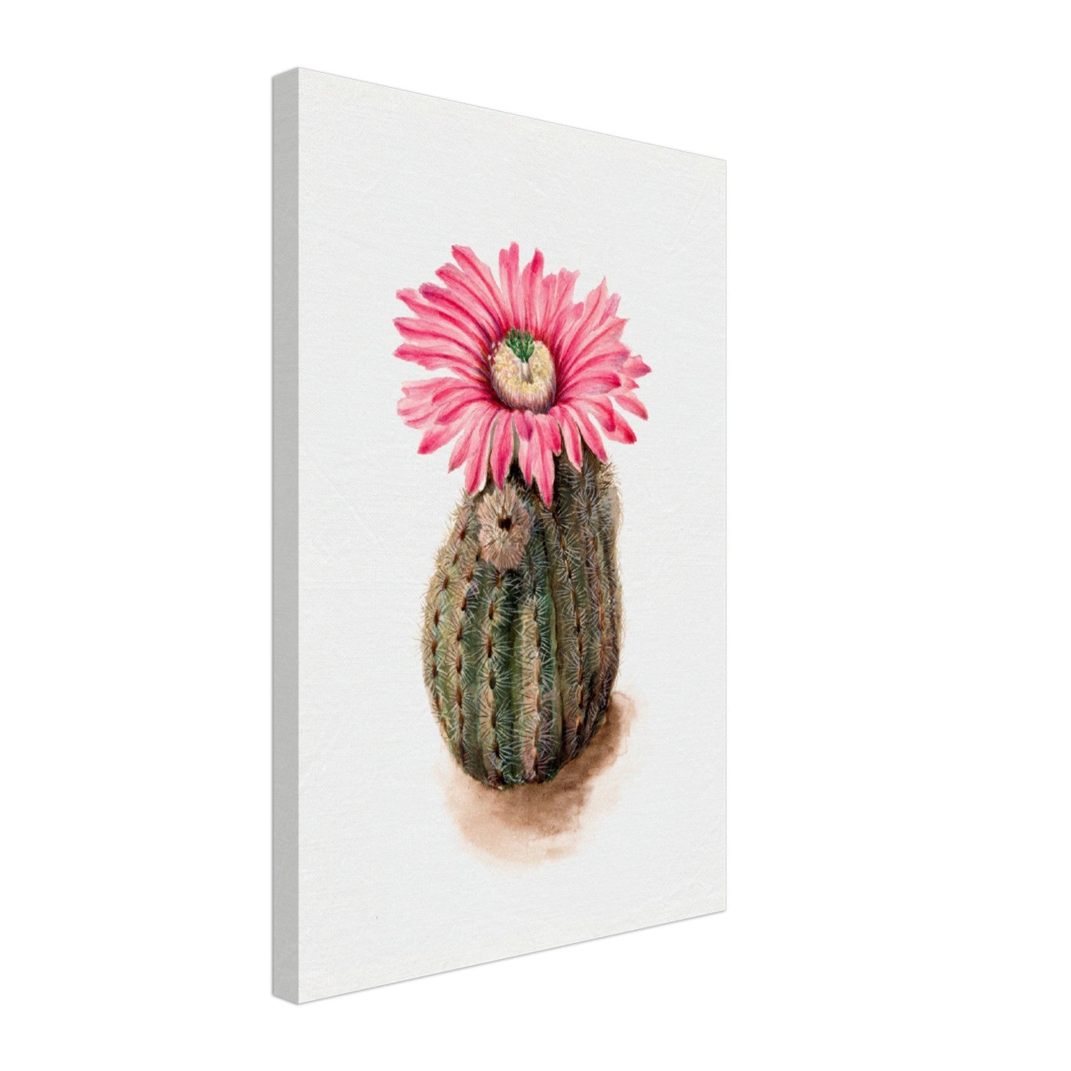 Beautiful Succulents Cactus Flower Bloom Art Canvas Wall Art Poster Print