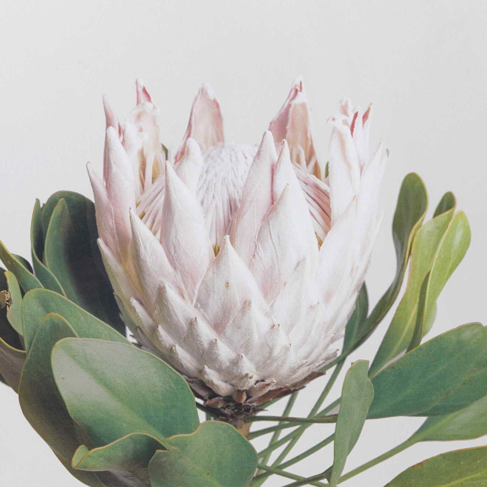 Proteas Flower Wall Decor Wall Art With Frame-wall art-Chef's Quality Cookware